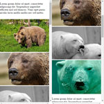 Scrollbear