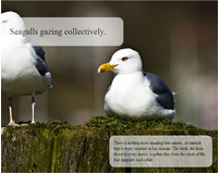 Full Page Image Slideshow